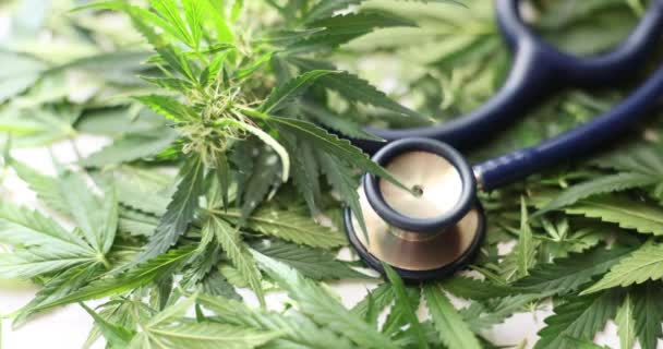 Medyczny Liść Marihuany Stetoskopem Marihuana Lecznicza Skuteczność Koncepcji Tetrahydrokanabinolu — Wideo stockowe