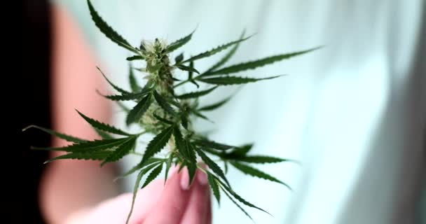 Mujer Sostiene Brote Legal Marihuana Verde Mano Granja Cáñamo Excelente — Vídeo de stock