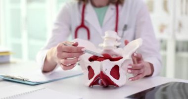 Kadın jinekolog kaslı leğen kemiğinin yerini gösteriyor. Doktor leğen kemiği ve pelvis kaslarını gösteriyor.