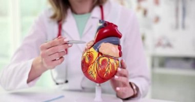 Cardiologist doctor shows structure of heart in artificial closeup of model. Treatment of cardiovascular diseases and anatomy of heart