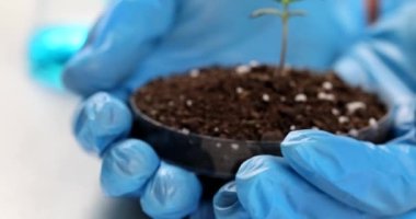 Scientist chemist botanist holding in his hands petri dish with soil and green sprout of plant closeup 4k movie slow motion. Lab growing marijuana concept