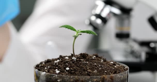 Scientist Chemist Botanist Taking Soil Sample Petri Dish Plant Sprout — Wideo stockowe