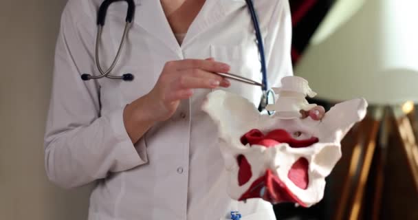 Doctor Gynecologist Demonstrates Anatomy Pelvic Bone Clinic Chronic Pelvic Pain — Vídeo de Stock