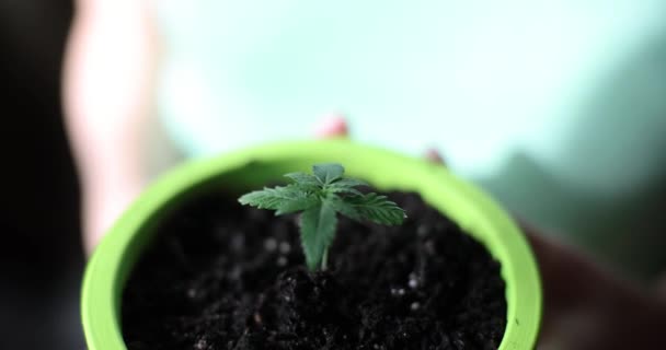 Pot Plant Female Hands Concept New Life Home Gardening — Stock videók