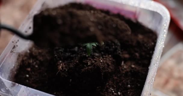 Hands Woman Plant Sprout Pot Sprinkle Earth Home Gardening — Video Stock