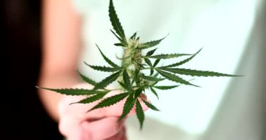 Elinde filizli ve yapraklı kenevir bitkisi var. Esrar bitkileri