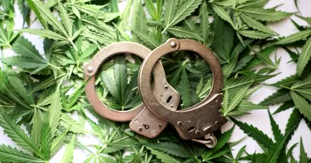 Pouta Leží Zelených Listech Marihuany Odpovědnost Obchodování Konopím — Stock video