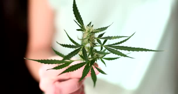 Mano Sostiene Planta Cannabis Con Brotes Hojas Plantas Marihuana — Vídeo de stock