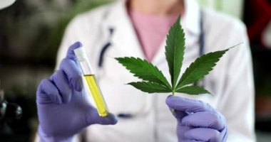 Laboratuvardaki bilim adamı marihuana bitkisinden çıkarılan cbd yağını test ediyor. Tıbbi eczane ve tıbbi esrar