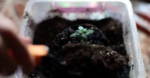 女性の手は肥料と土の植物を新しい鍋に注ぎます 家庭でのマリファナ栽培 — ストック動画