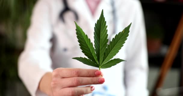 神经学家持有大麻植物的叶子 使用四氢大麻酚草药作为医疗概念 — 图库视频影像