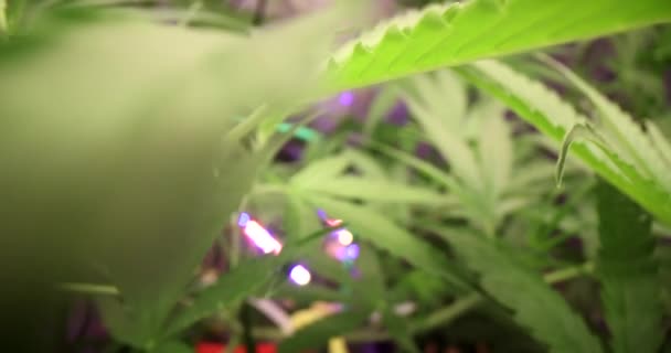 大麻植物在一个制造药物和草药产品的科学实验室 大麻素含量在大麻植物中的动态变化 — 图库视频影像