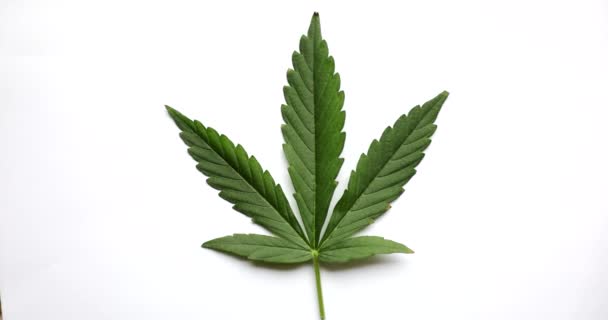 Zöld Friss Marihuána Cannabis Levél Elszigetelt Fehér Alapon Hagyományos Marihuána — Stock videók