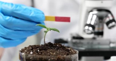 Bilimadamı biyolog laboratuarda test göstergesi tutuyor. Eko çiftliklerinin ürünlerinin kalitesinin incelenmesi