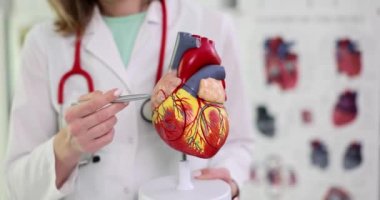 Kardiyolog kalp ve kan damarlarının anatomisini gösteriyor. Kardiyovasküler hastalıkların teşhisi ve tedavisi