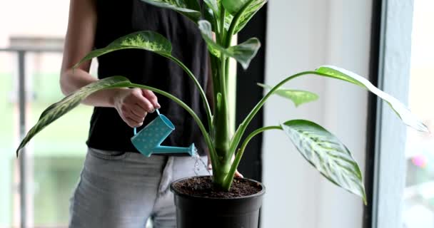 女性は散水缶からDieffenbachia植物に水をやります 自宅の屋内植物の世話 — ストック動画