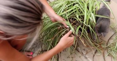 Woman removes withered leaves from pots in garden. Home flower care