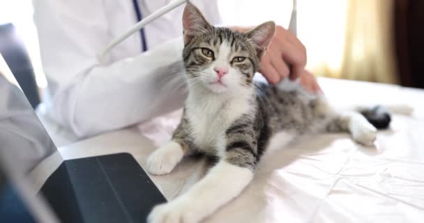 Cat Undergoes Ultrasound Veterinary Clinic Cat Veterinary Clinic Ultrasound Internal — Stock Video