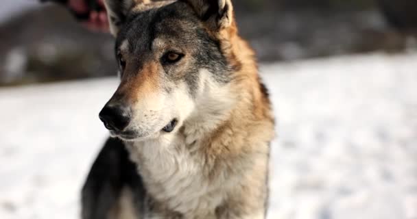 Man Met Wilde Wolf Ketting Film Slow Motion Prachtige Natuur — Stockvideo