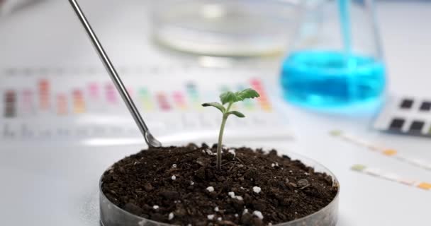 化学家科学家从豌豆盘中取出化学勺子土 用植物芽密闭4千片慢动作 农艺学改善土壤肥力概念 — 图库视频影像