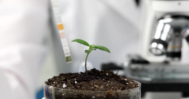 研究室クローズアップ4K映画スローモーションでリトマス紙を使用して花芽とペトリ皿の土壌の酸性度を決定する科学者化学者 遺伝学と遺伝子工学の概念 — ストック動画