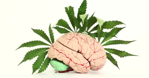 Τεχνητό Ανατομικό Μοντέλο Του Ανθρώπινου Εγκεφάλου Πράσινα Φύλλα Κάνναβης Λευκό — Αρχείο Βίντεο