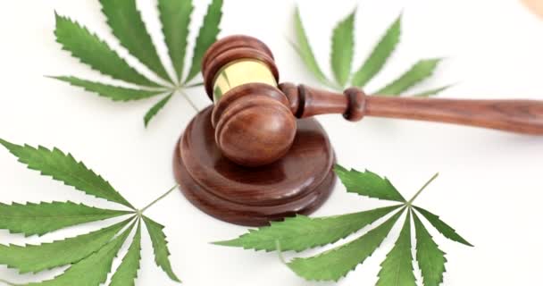マリファナの緑の葉を背景に横たわる裁判官のギャベルが4K映画のスローモーションを閉じます 違法薬物生産とマリファナ栽培の概念 — ストック動画