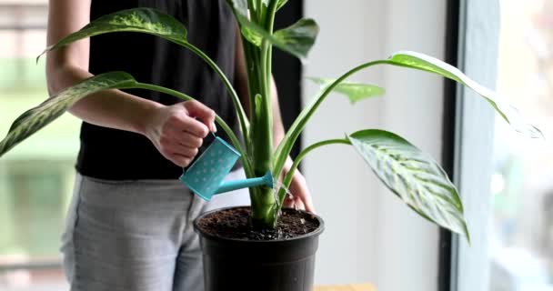 Vrouw Geeft Huisplant Water Pot Met Gieter Zorg Voor Dieffenbachia — Stockvideo