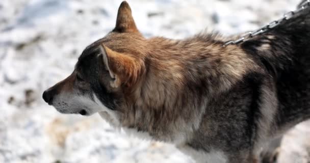Houtwolf Hond Sneeuw Aan Ketting Home Guard Hond — Stockvideo