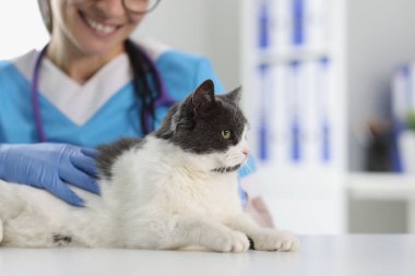 Güzel kediyi muayene eden veterinerlerin yakın çekimi. Veteriner kliniği ve hizmetleri
