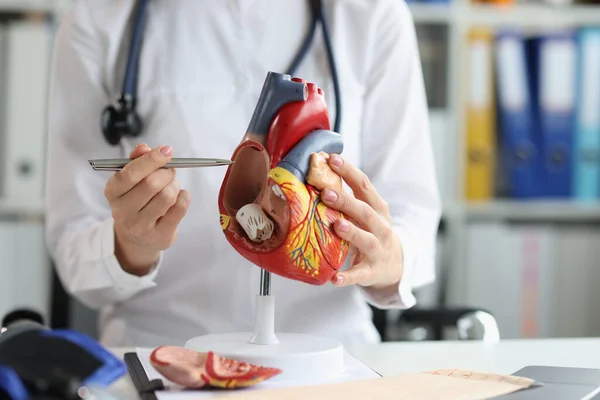 心臓病学者は人間の心臓の構造と解剖学を示す 心血管系疾患の心と治療の医療トレーニングモデル — ストック写真