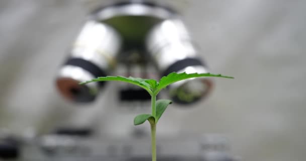 Zöld Hajtás Mikroszkóp Ellen Közelkép Időzítés Mezőgazdasági Botanikai Laboratóriumi Vizsgálatok — Stock videók
