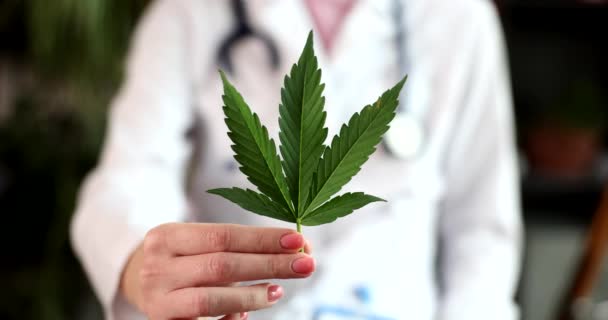 Detailní Záběr Zelený Konopný List Rukou Lékaře Legalizace Marihuany Listí — Stock video