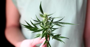 Bir kişi kenevirden büyük yeşil bir filiz tutuyor, yakın plan. Kanabilerin yetiştirilmesi, bitkilerin büyümesi kavramı