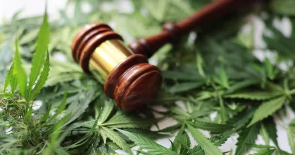 Młot Sędziego Leży Zielonych Liściach Konopi Zbliżeniu Wyrok Sprawie Narkotyków — Wideo stockowe
