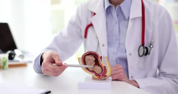 Doktor Porodník Gynekolog Ukazuje Plod Děloze Anatomického Modelu Lidského Orgánu — Stock video