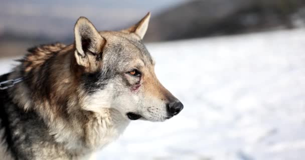 野生动物狼在铁链上在冬天4K电影慢动作 美丽的自然概念 — 图库视频影像