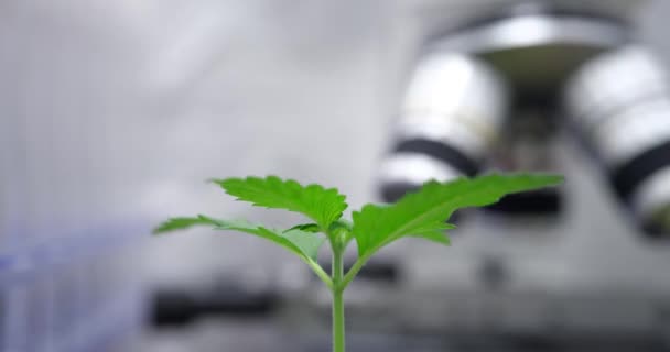 Malá Bujná Lékařská Rostlina Konopí Listy Roste Laboratorním Čase Výzkum — Stock video