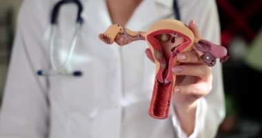Üniformalı jinekolog elinde yumurtalıklarla rahmin modelini tutuyor. Kadın, kadının üreme organlarının yavaş hareket ettiğini gösteren baş parmağını kaldırıyor.
