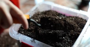 Adam kürek kemiği kullanarak siyah toprağı marihuana filizi ile kabın içine atıyor. Evde, plastik kutuda yavaş çekimde psikoaktif yeşil bitki yetiştirme süreci