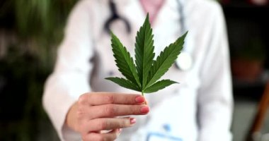 Tıbbi üniformalı kadın doktor elinde yeşil kenevir yaprağı tutuyor. Kadın psikoaktif uyuşturucu yapmak için marihuana fabrikası gösteriyor.