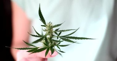 Uzun yeşil yapraklı marihuana dalı tutan bir kadın eli. Ağır çekimde psikoaktif ilaçlar için kullanılan taze esrar bitkisi