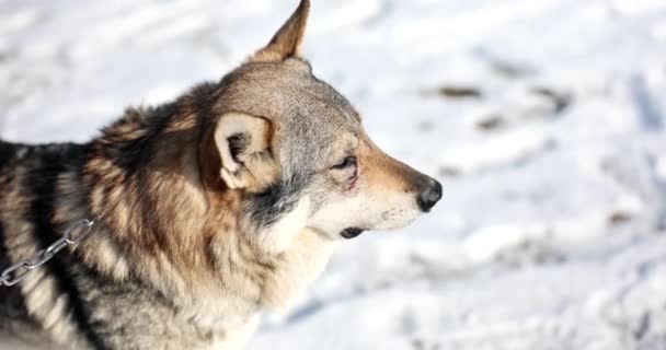 头戴链子的灰猫狗看着主人在冬日慢动作中走路 宠物伴侣在雪地的院子里 专门保护人类的房子 — 图库视频影像