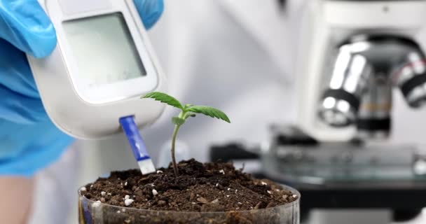 Scientist Examines Condition Soil Professional Equipment Woman Grows Cannabis Plant — Stock Video