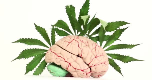 Ανθρώπινο Μυαλό Νεύρα Και Πράσινα Φύλλα Μαριχουάνας Λευκό Φόντο Επίδραση — Αρχείο Βίντεο