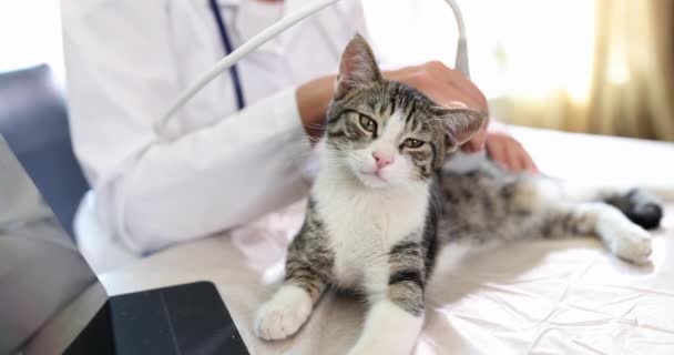 Veterinair Doet Regelmatig Onderzoek Van Harige Kat Gezondheid Met Behulp — Stockvideo