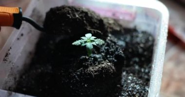 Çiftçi verimli topraklarda taze filizlenir ve gübre üretir. Evde marihuana yetiştiriyorum.