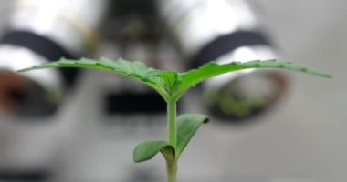 Laboratuvardan yeşil bitki filizleniyor. Laboratuvarda marihuana ya da eko ürünleri yetiştirmek