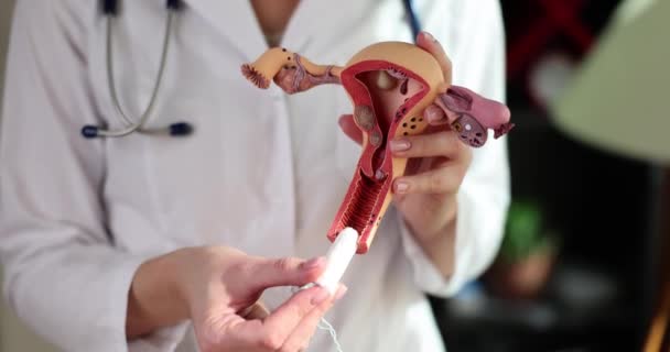 Ginecologista Demonstra Modelo Sistema Reprodutivo Feminino Tampão Higiênico Conceito Higiene — Vídeo de Stock
