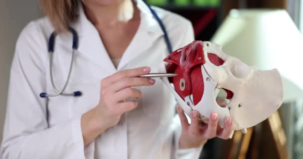 Jinekolog Kadınlarda Pelvik Zemin Kaslarını Gösteriyor Pelvik Zemin Kas Disfonksiyonu — Stok video